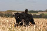 BOUVIER DES FLANDRES 254